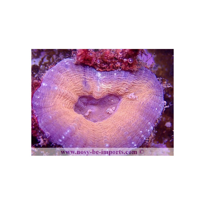 Lobophyllia corymbosa WYSIWYG