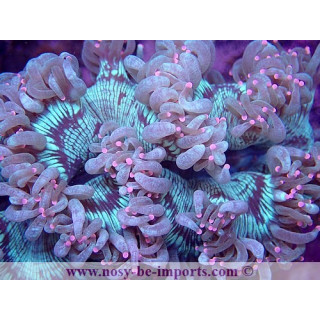 Catalaphyllia jardinei WYSIWYG