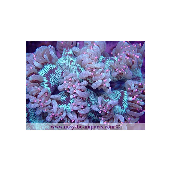 Catalaphyllia jardinei WYSIWYG
