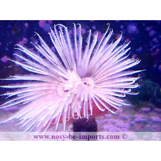 Sabellastarte magnifica XL WYSIWYG