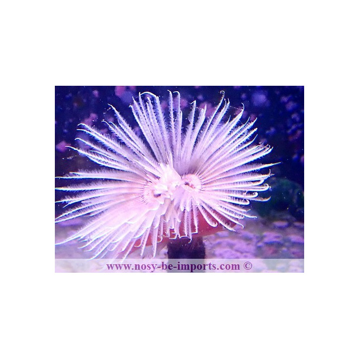 Sabellastarte magnifica XL WYSIWYG