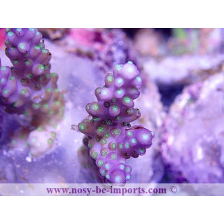 Acropora subulata tricolor WYSIWYG