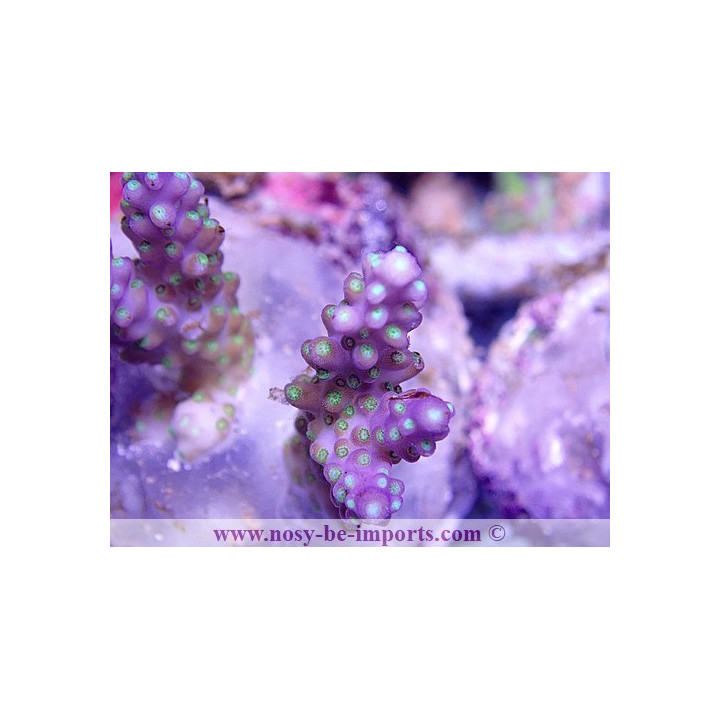 Acropora subulata tricolor WYSIWYG