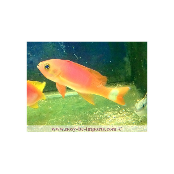 Pseudanthias pictilis