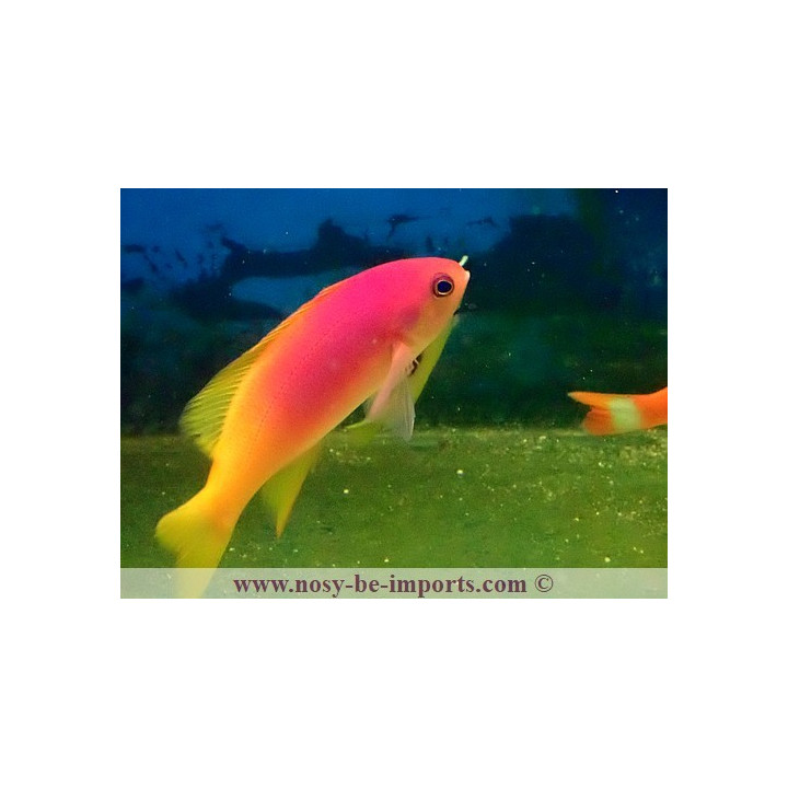 Pseudanthias pictilis