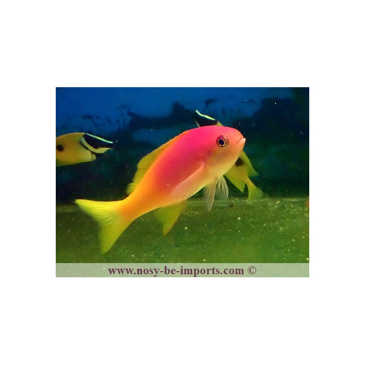 Pseudanthias pictilis