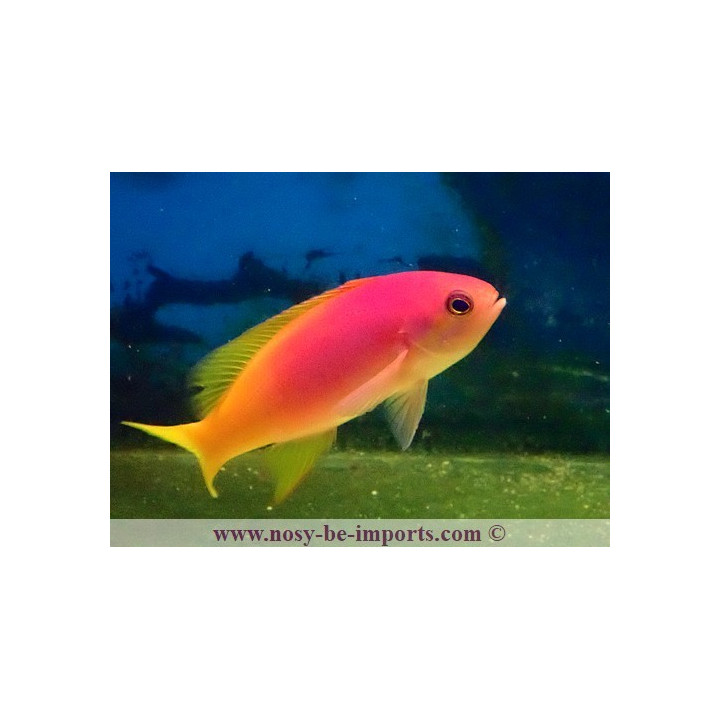 Pseudanthias pictilis