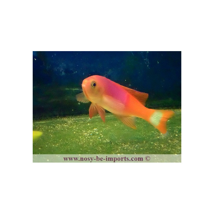 Pseudanthias pictilis