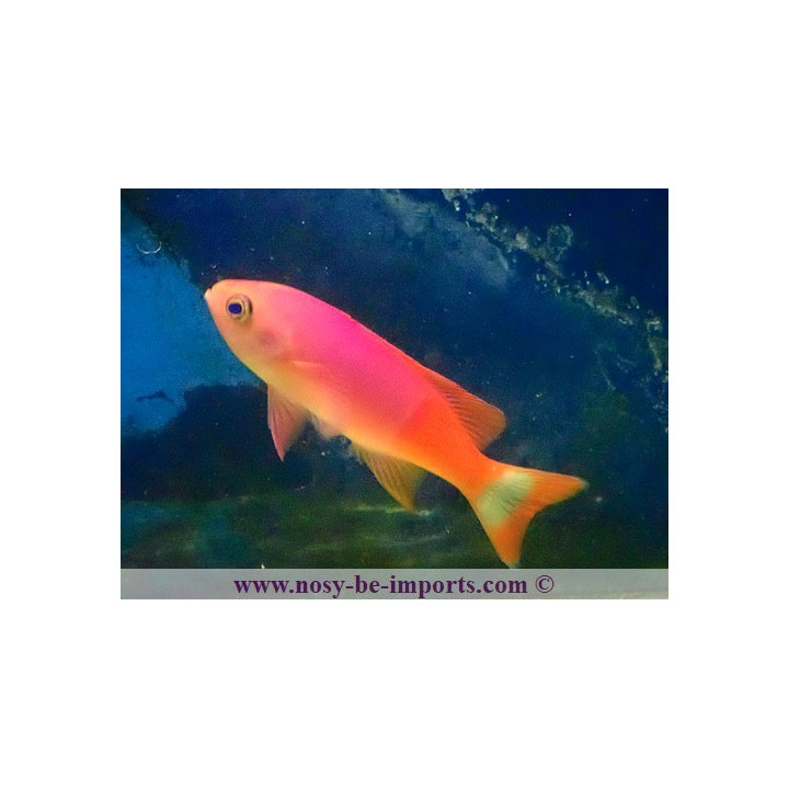 Pseudanthias pictilis