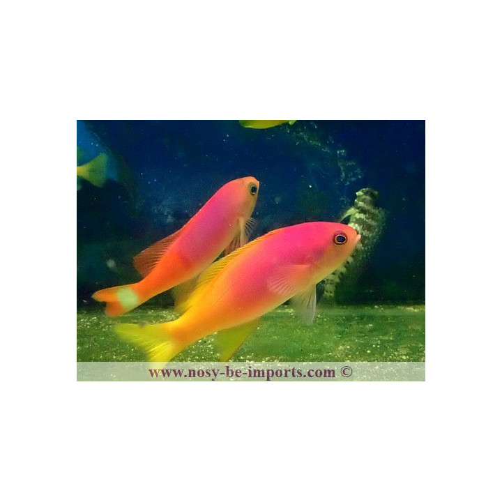 Pseudanthias pictilis