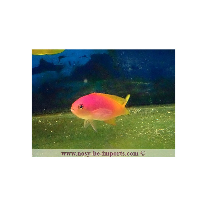 Pseudanthias pictilis