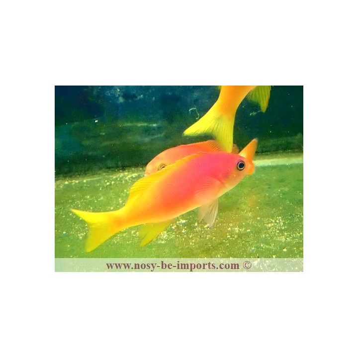 Pseudanthias pictilis