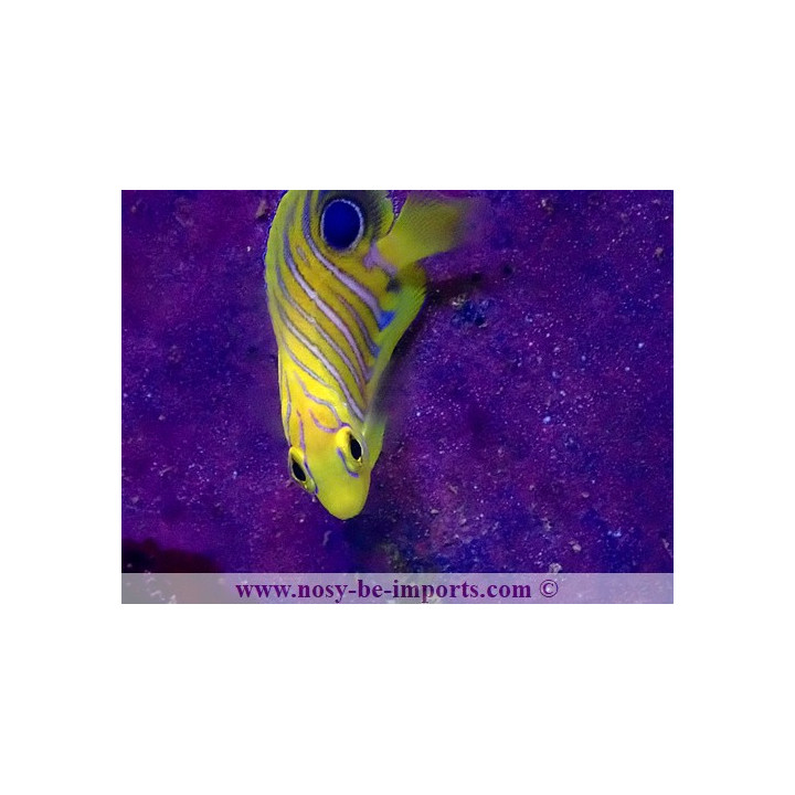Pygoplites diacanthus ELEVAGE