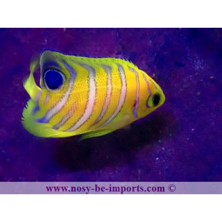 Pygoplites diacanthus ELEVAGE