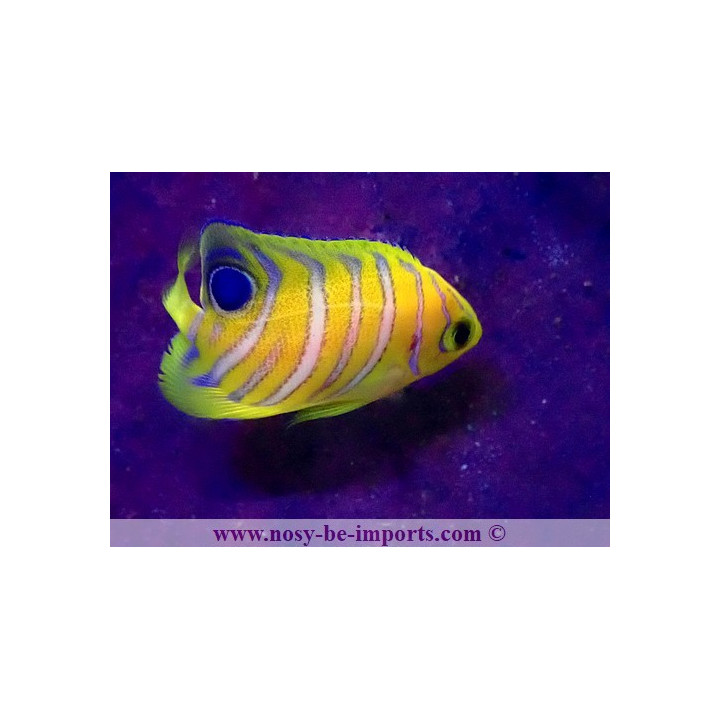 Pygoplites diacanthus ELEVAGE