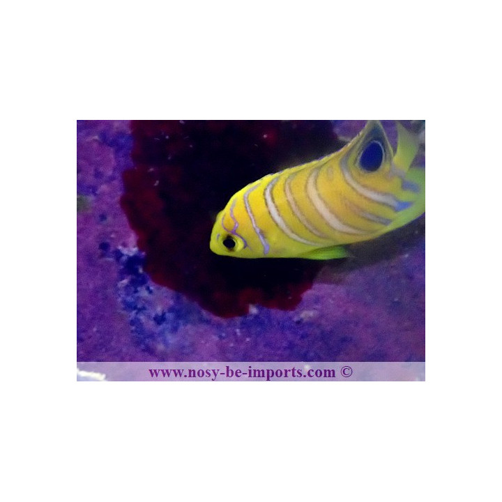 Pygoplites diacanthus ELEVAGE