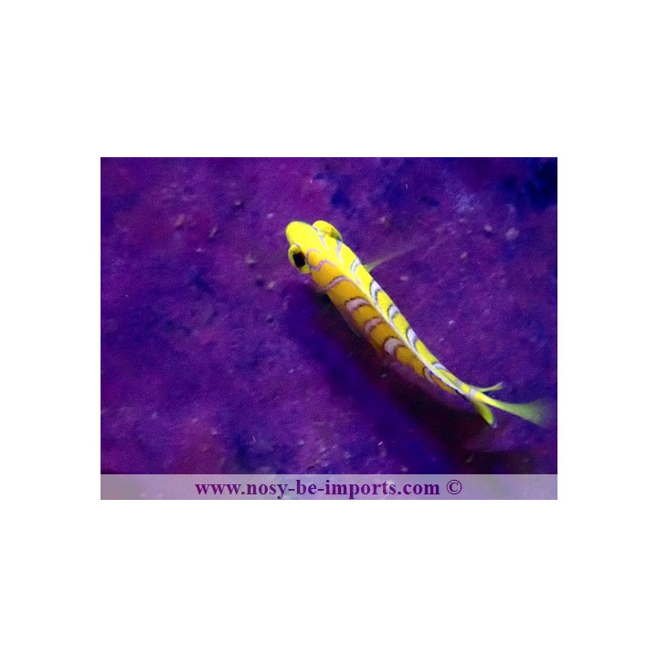 Pygoplites diacanthus ELEVAGE