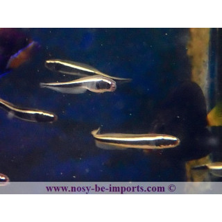 Pholidichthys leucotaenia