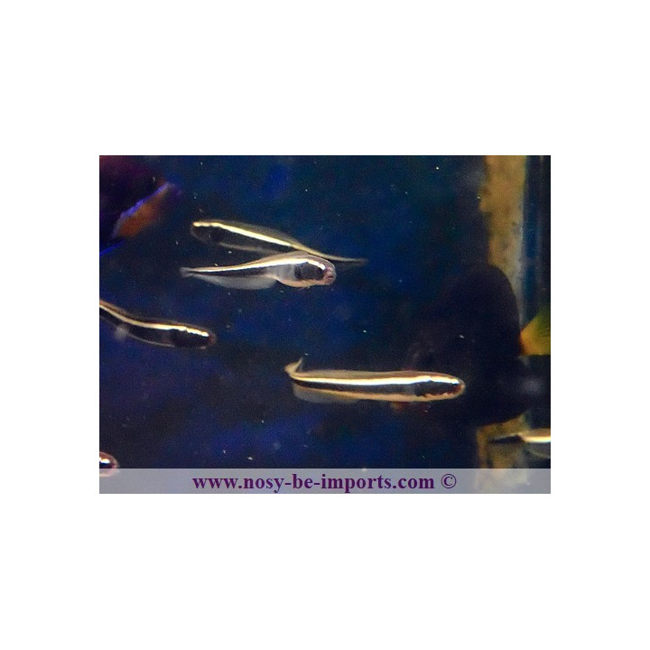 Pholidichthys leucotaenia