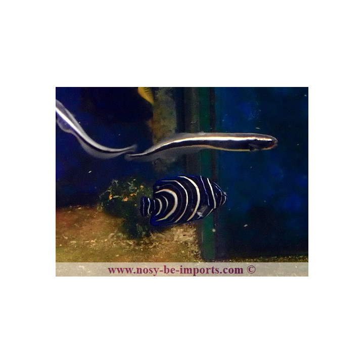 Pholidichthys leucotaenia