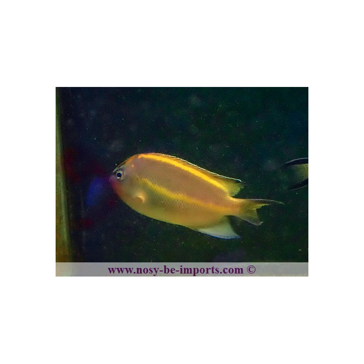 Genicanthus bellus