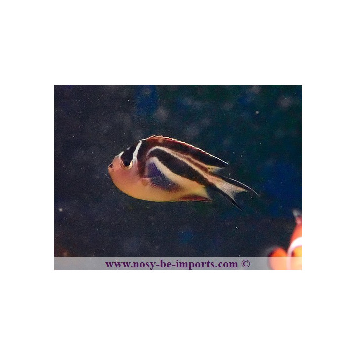 Genicanthus bellus