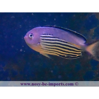 Genicanthus wanatabei