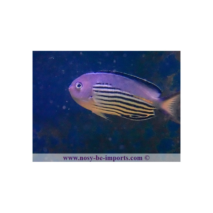 Genicanthus wanatabei