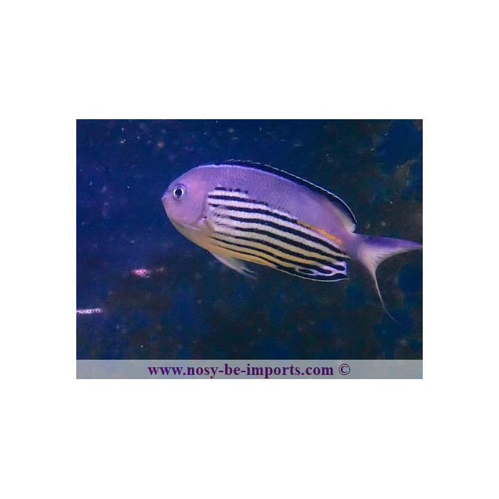 Genicanthus wanatabei