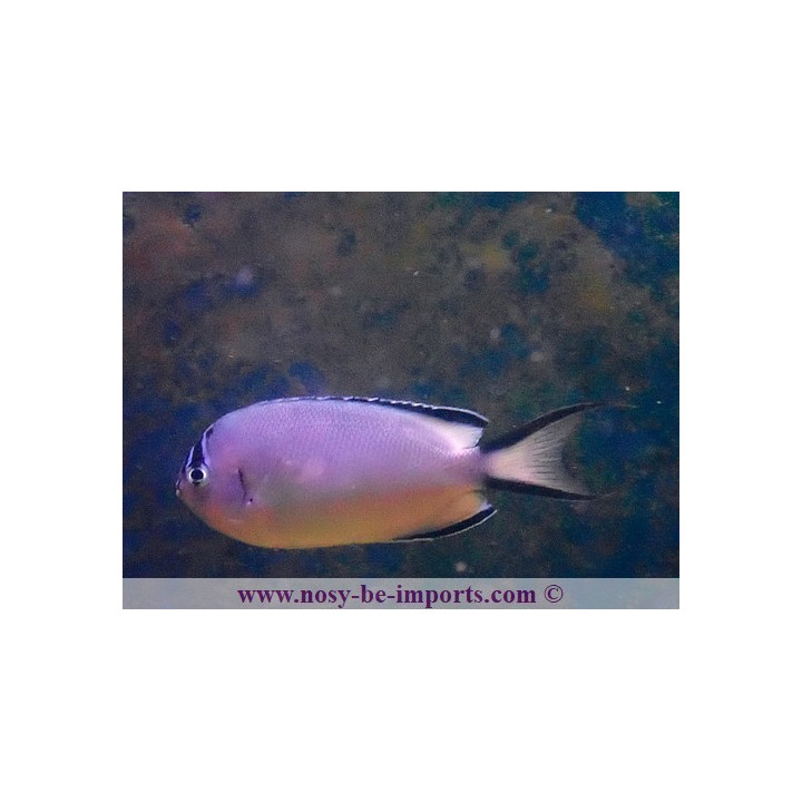 Genicanthus wanatabei