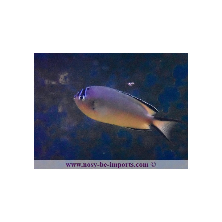 Genicanthus wanatabei