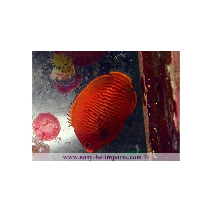 Centropyge aurantia