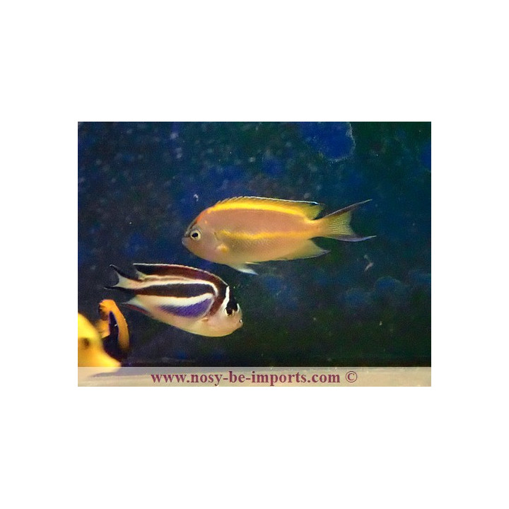 Genicanthus bellus