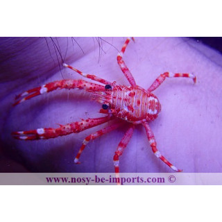 Allogalathea sp. rouge