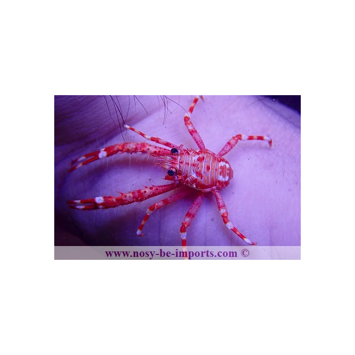 Allogalathea sp. rouge