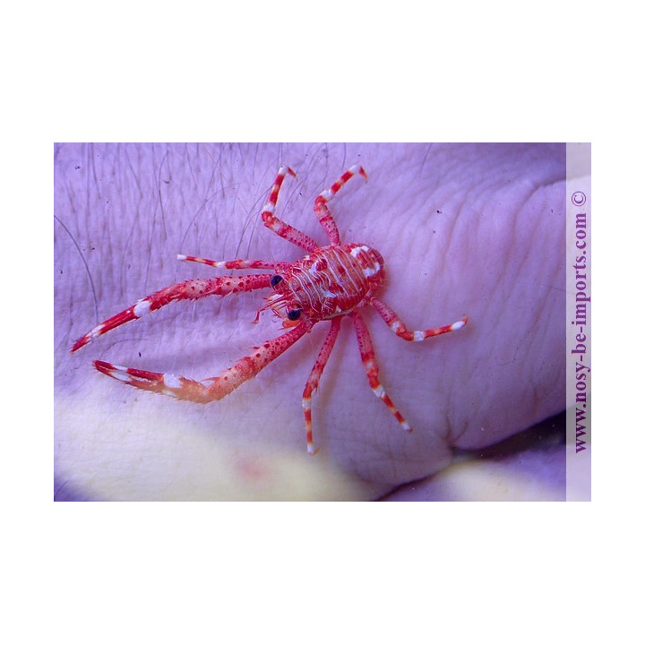Allogalathea sp. rouge