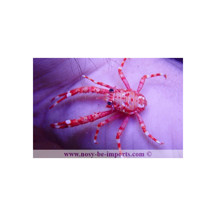 Allogalathea sp. rouge