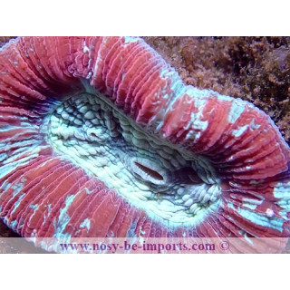 Trachyphyllia sp. rouge WYSIWYG