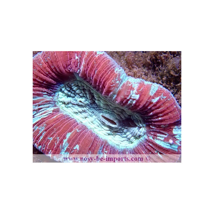 Trachyphyllia sp. rouge WYSIWYG
