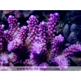 Acropora sp. violet WYSIWYG