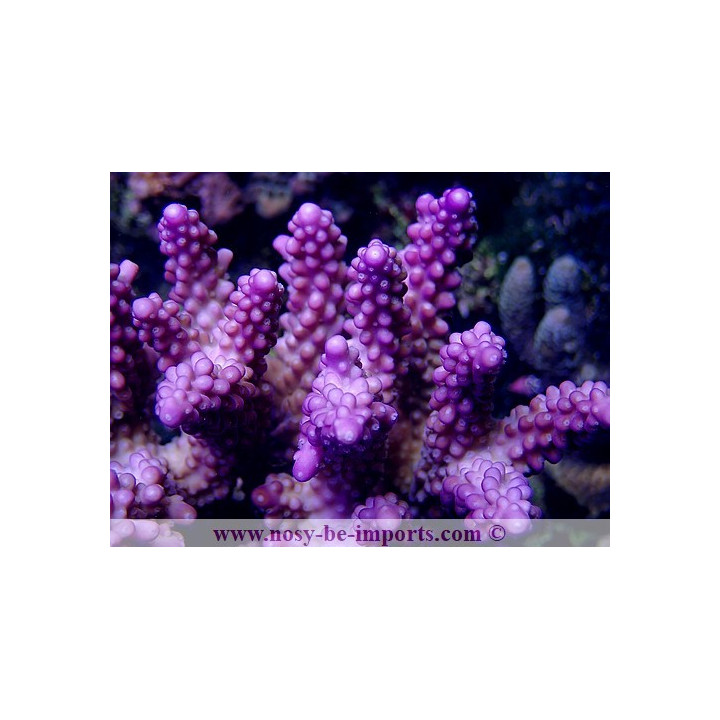 Acropora sp. violet WYSIWYG