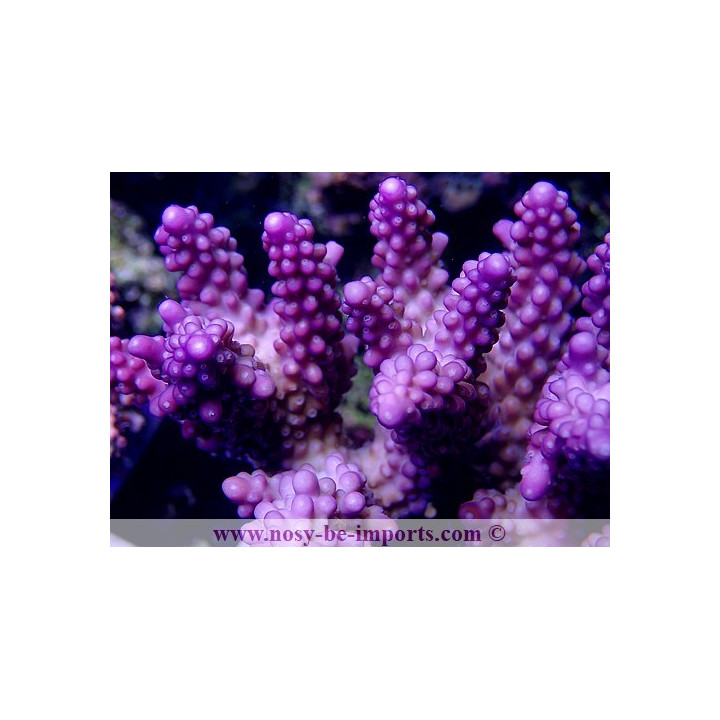 Acropora sp. violet WYSIWYG
