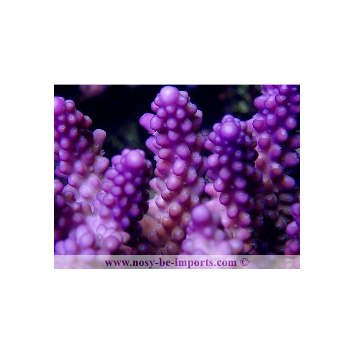 Acropora sp. violet WYSIWYG