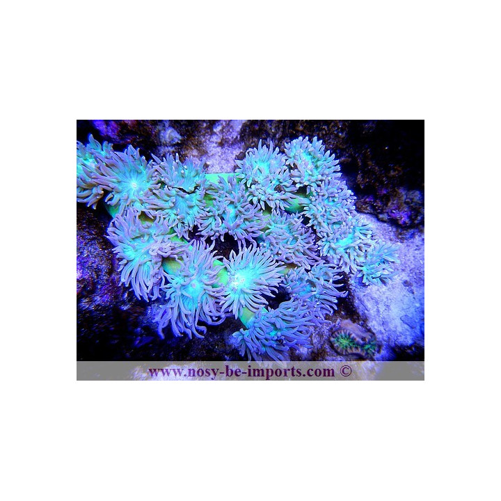 Duncanopsammia axifuga