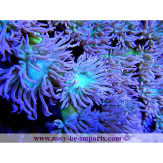 Duncanopsammia axifuga