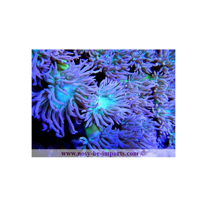 Duncanopsammia axifuga