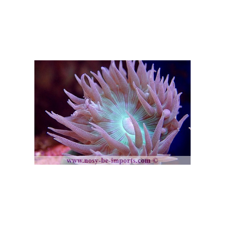 Duncanopsammia axifuga