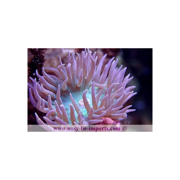 Duncanopsammia axifuga