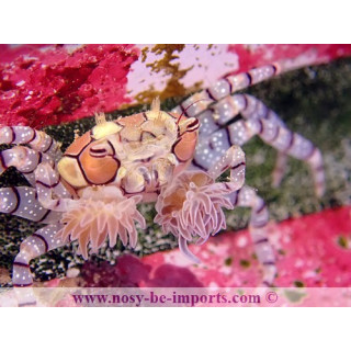 Lybia tesselata