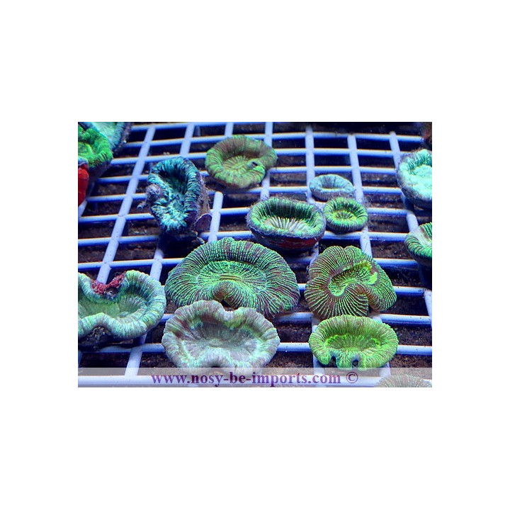Trachyphyllia sp. vert